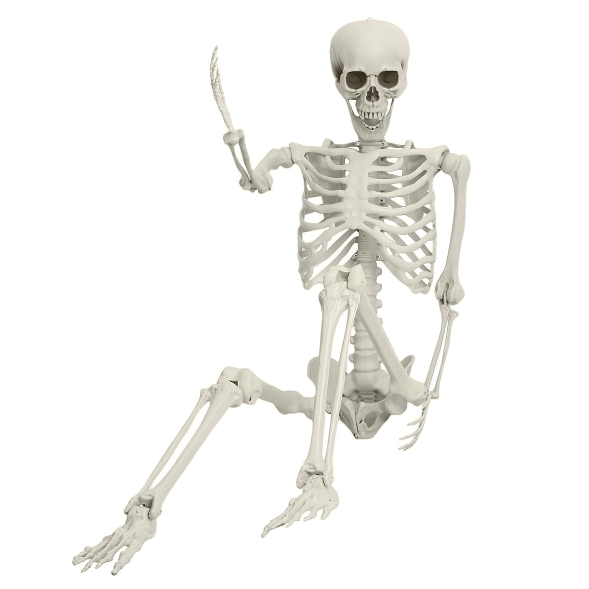 Full Size Movable Posable Skeleton M800