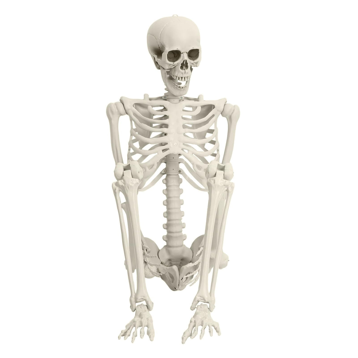 Full Size Movable Posable Skeleton M800