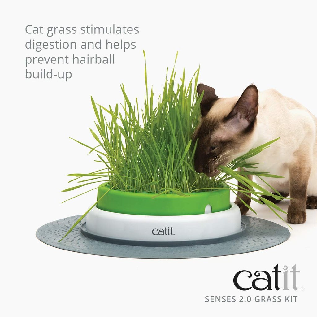 Cat Grass Seeds Set of 3 U16110