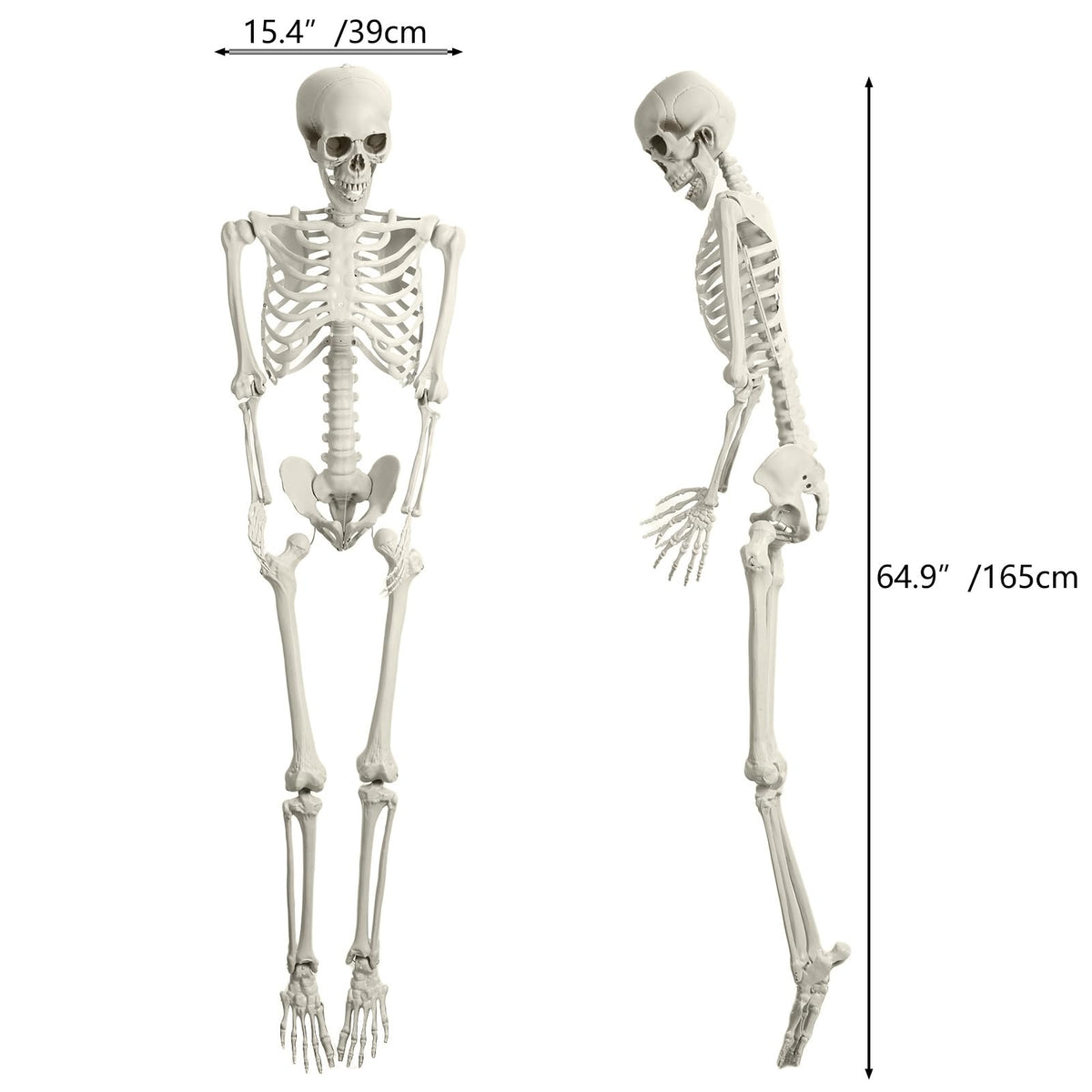 Full Size Movable Posable Skeleton M800
