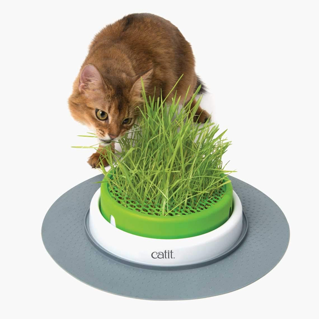Cat Grass Seeds Set of 3 U16110