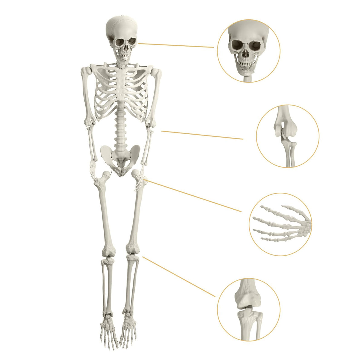 Full Size Movable Posable Skeleton M800