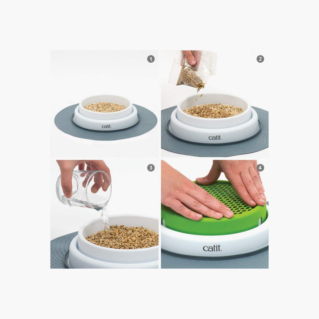 Cat Grass Seeds Set of 3 U16110