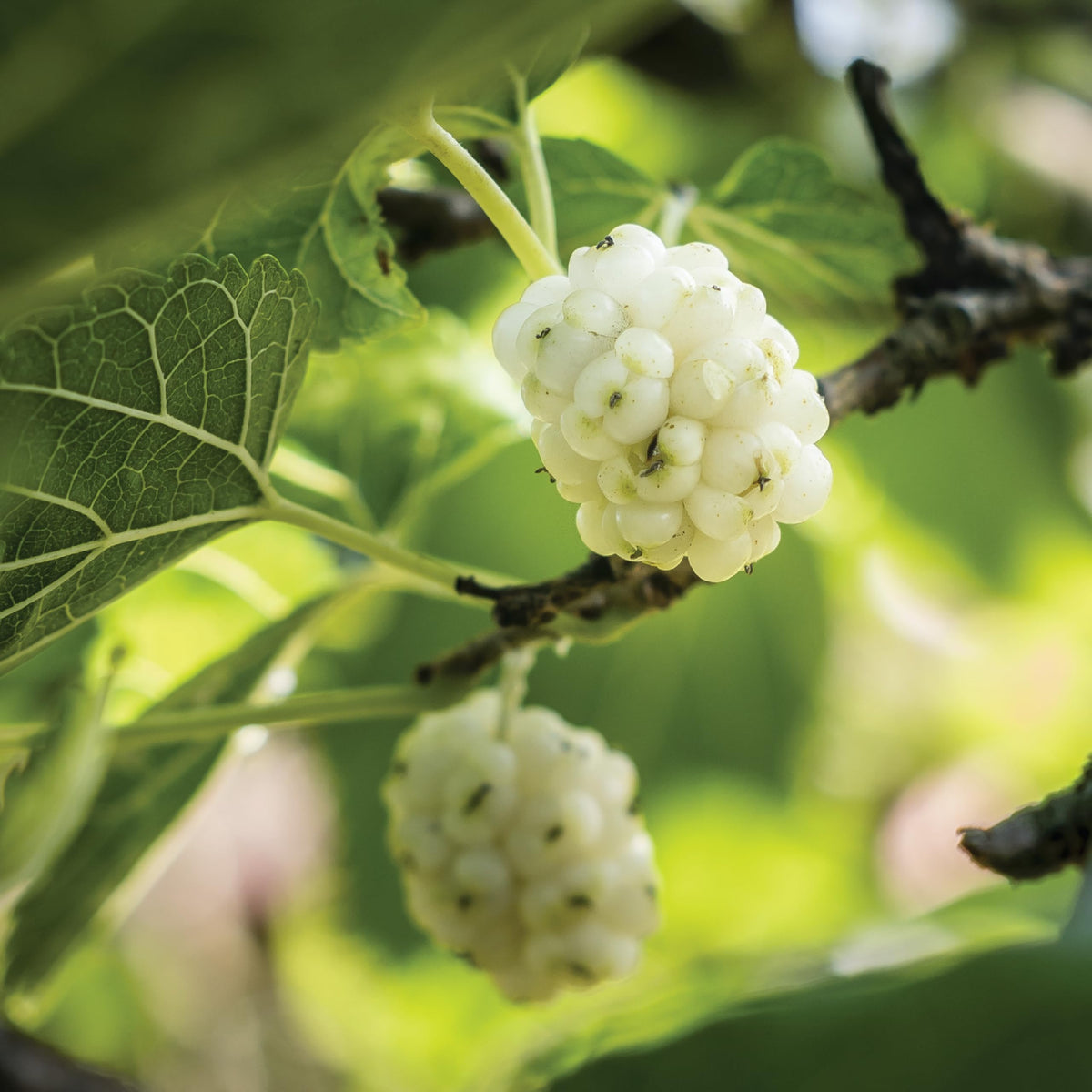 White Mulberries 8 oz Z68623