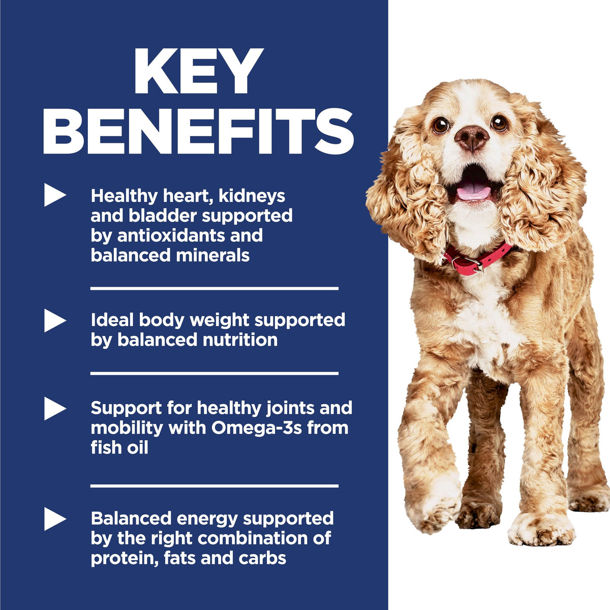 Dry Dog Food M394652